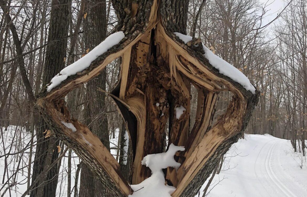 The Phenomenon of Exploding Trees Due to Cold Temperatures