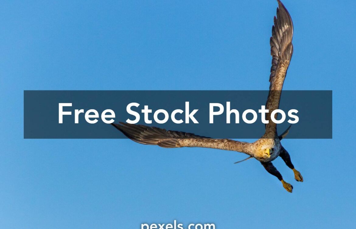 The Majesty of Flying Eagles: Nature’s Remarkable Birds