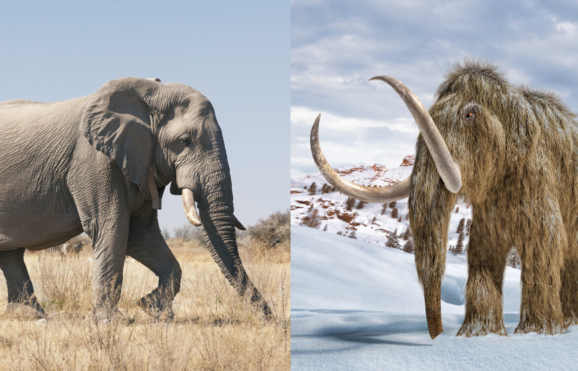 Understanding Mammoth vs Hurricanes: Nature’s Giants