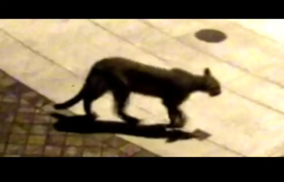 Recent Mountain Lion Sightings in San Francisco