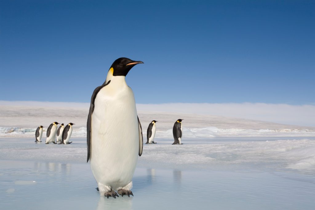 Understanding Penguins: The Charming Birds of the Antarctic