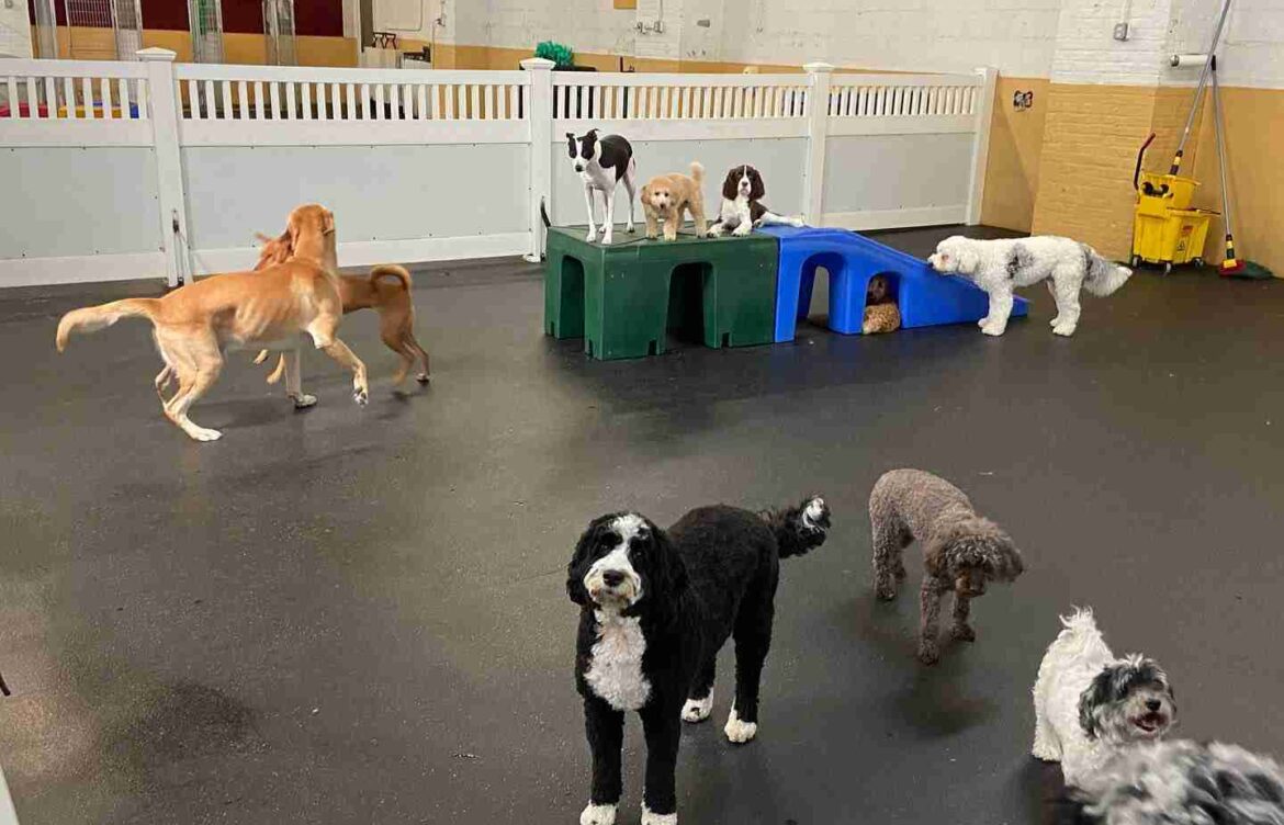 Sounds from a Doggy Daycare: A Symphony of Barking and Play