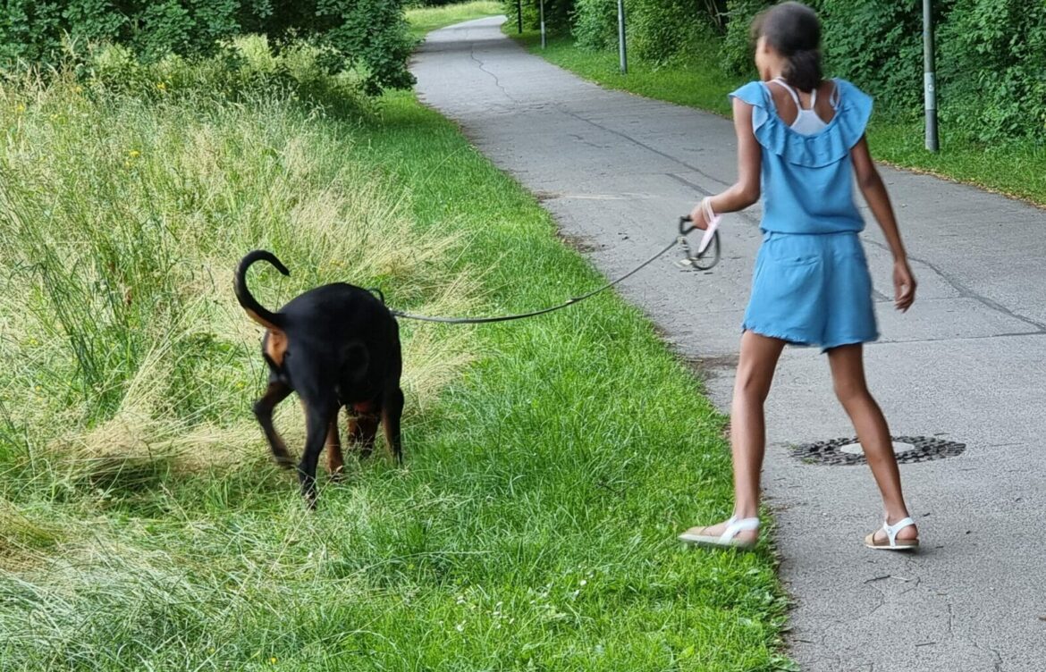 Understanding the Doberman: Characteristics and Significance