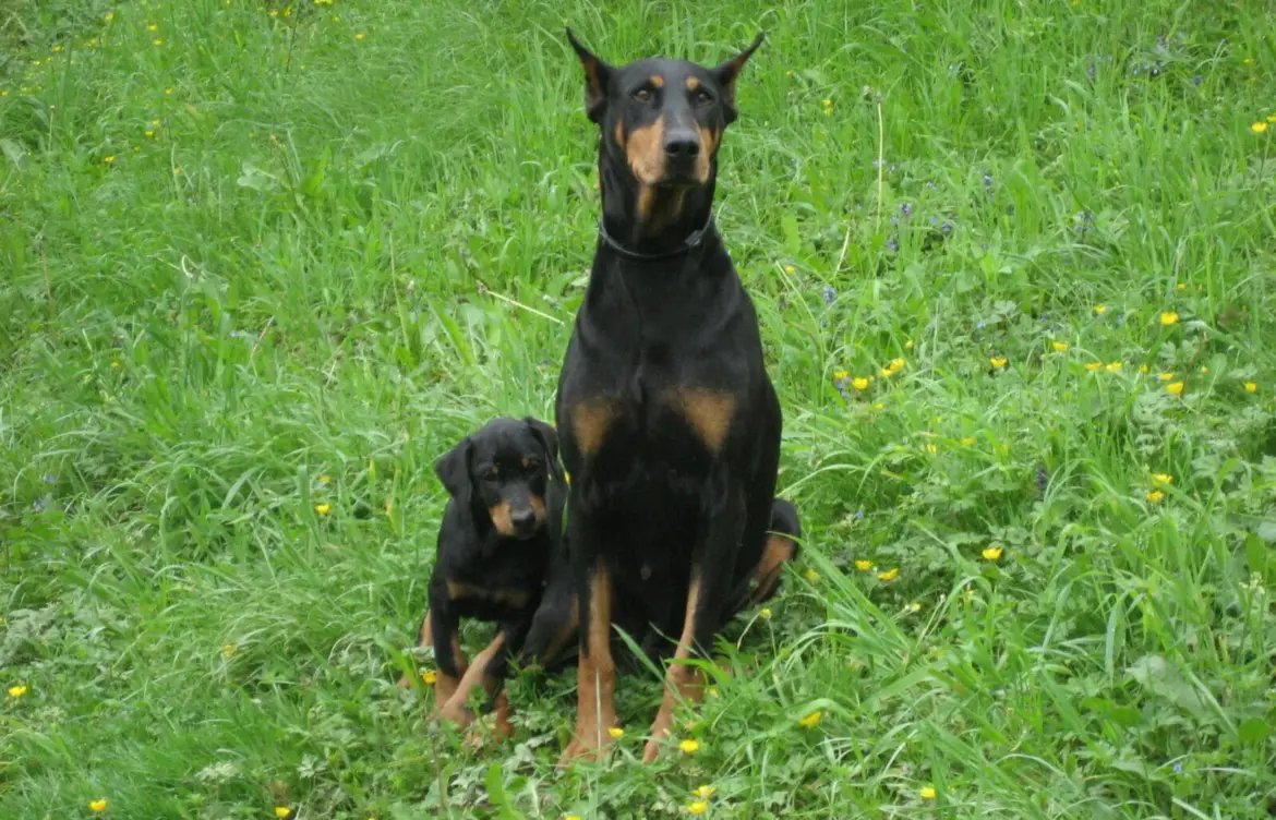 The Essential Guide to Doberman Dogs