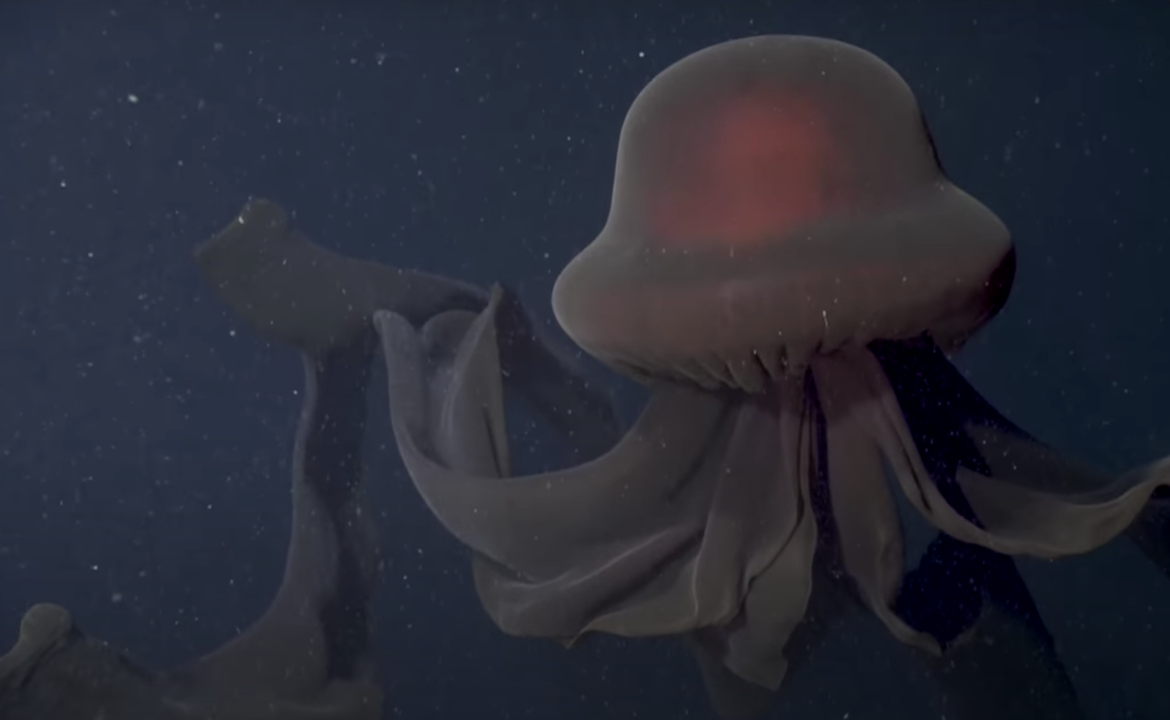 The Enigmatic Giant Phantom Jellyfish and Its Impact