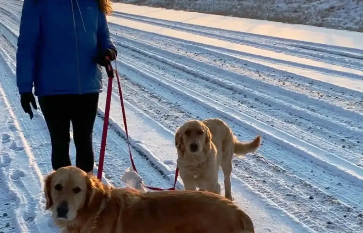 Celebrating Goldens in Golden: A Community Tradition
