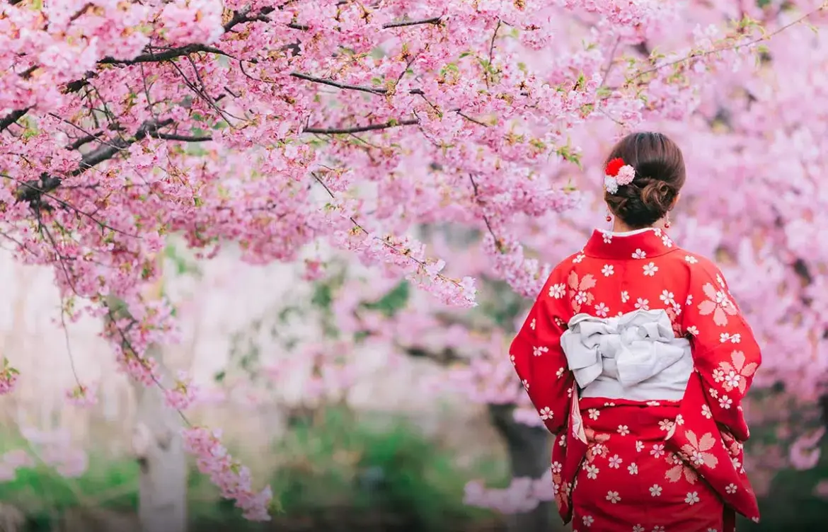 Celebrating the Japanese Cherry Blossom Festival
