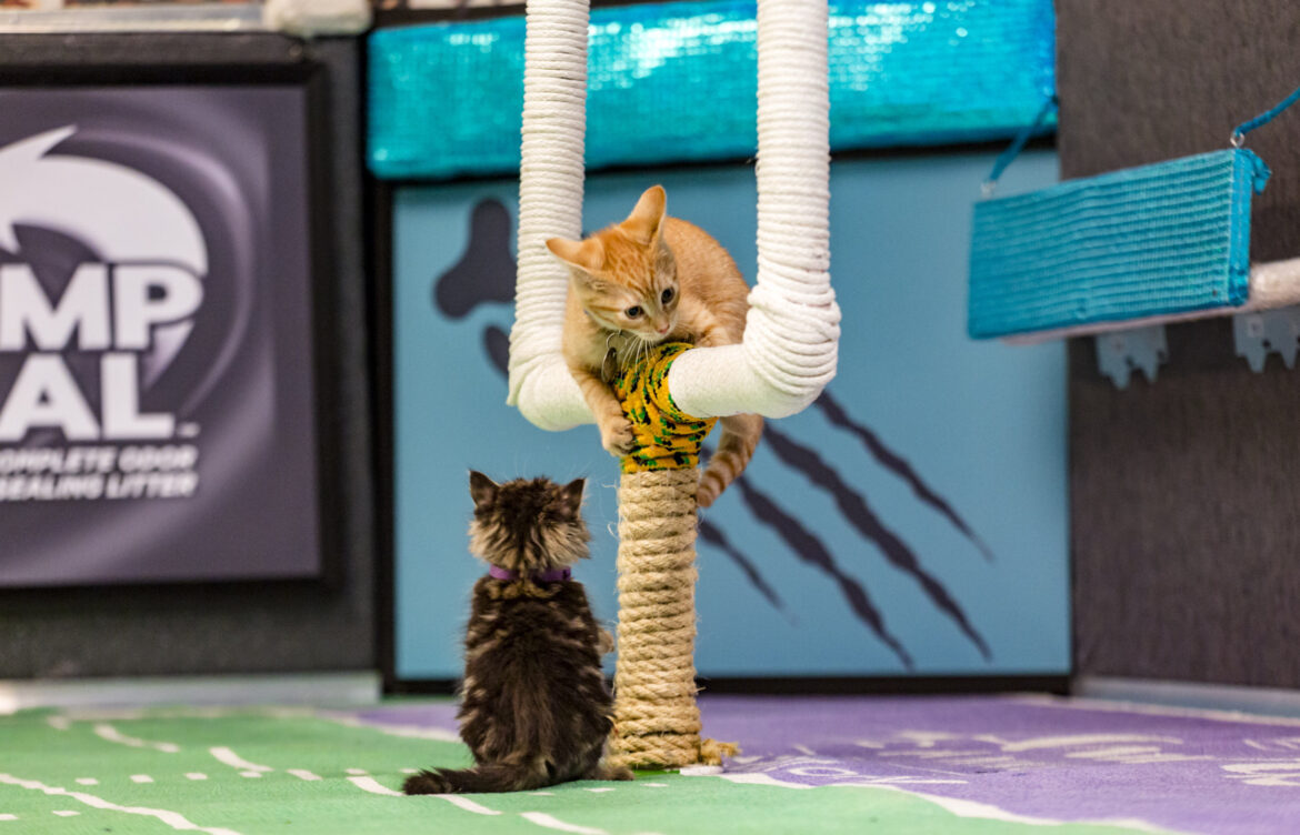 Get Ready for Kitten Bowl 2026: A Purr-fect Event