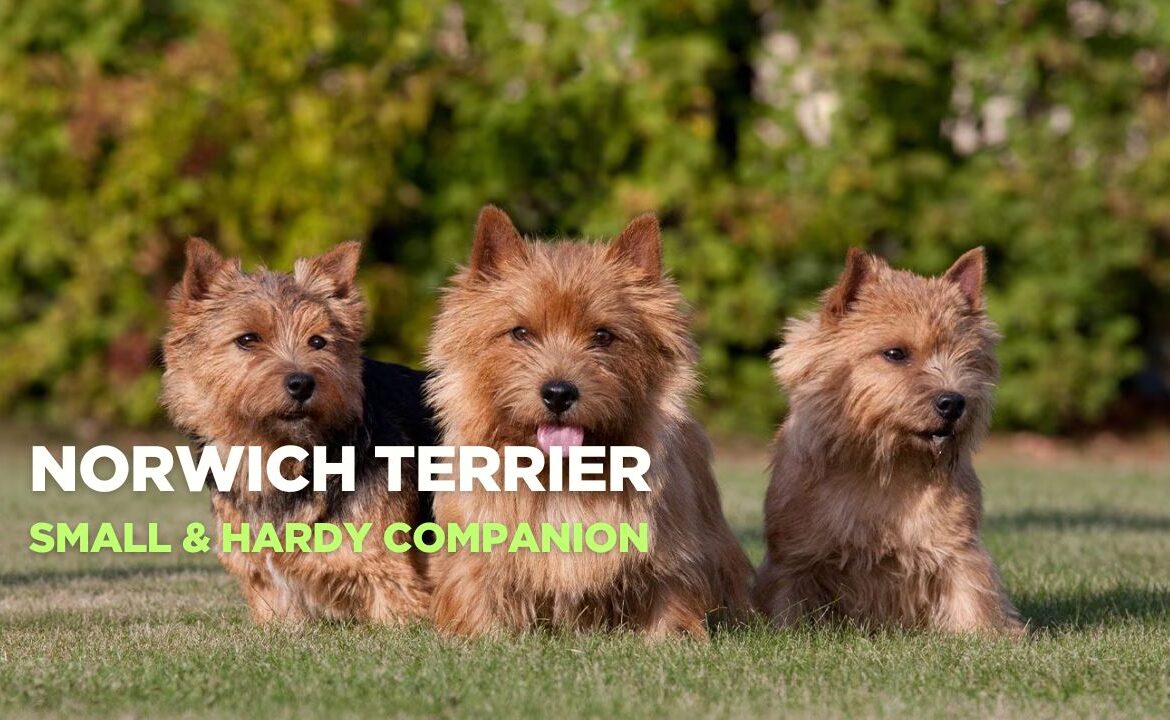 All About the Norwich Terrier: Characteristics and Care