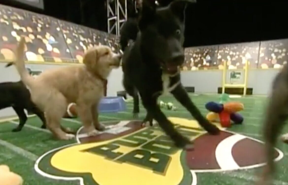 Puppy Bowl 2024: A Heartwarming Celebration of Pups and Adoption