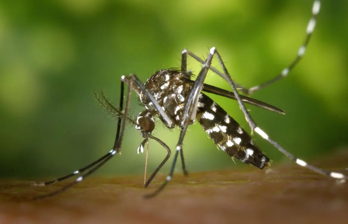 Chikungunya Virus Outbreak in Seychelles: What You Need to Know