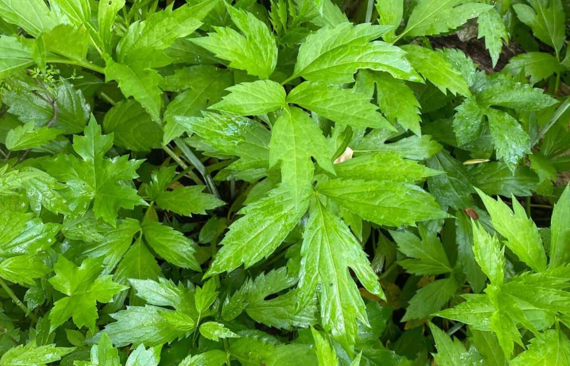 Exploring Sochan: A Nutritional Marvel