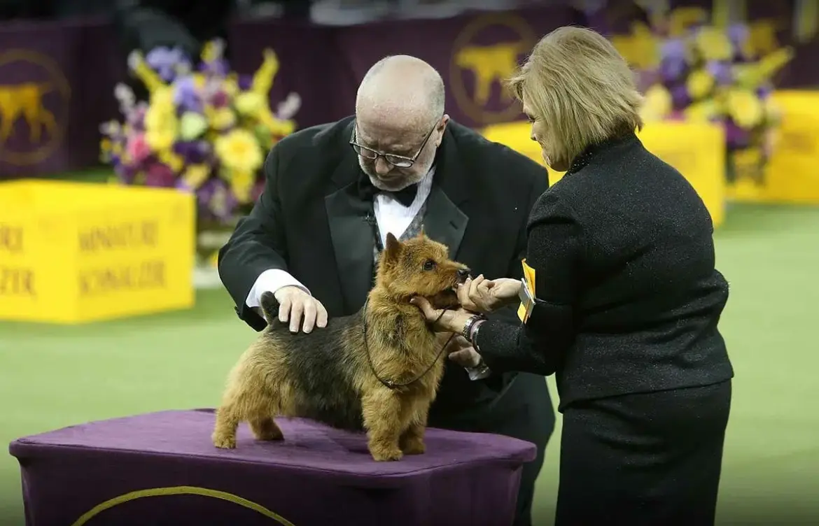 The Prestige of the Westminster Dog Show