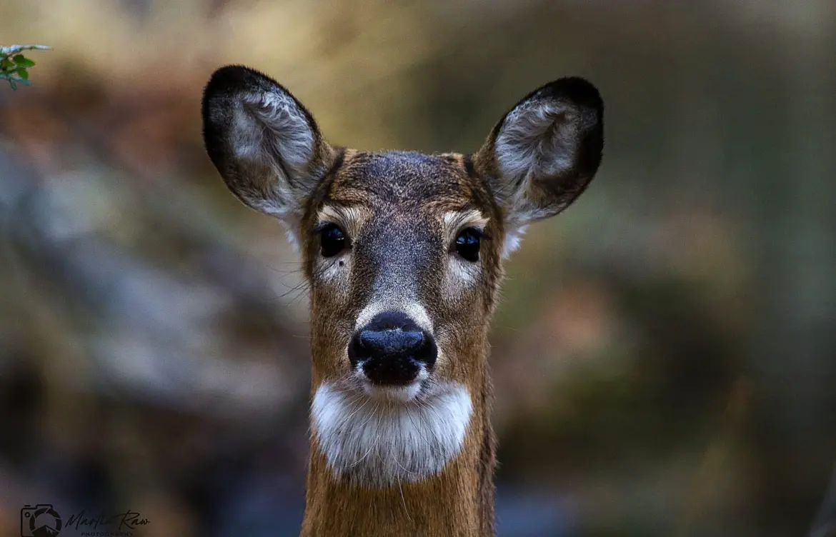 Understanding the Lyrics of ‘White Feather Hawk Tail’ by Deer Hunter