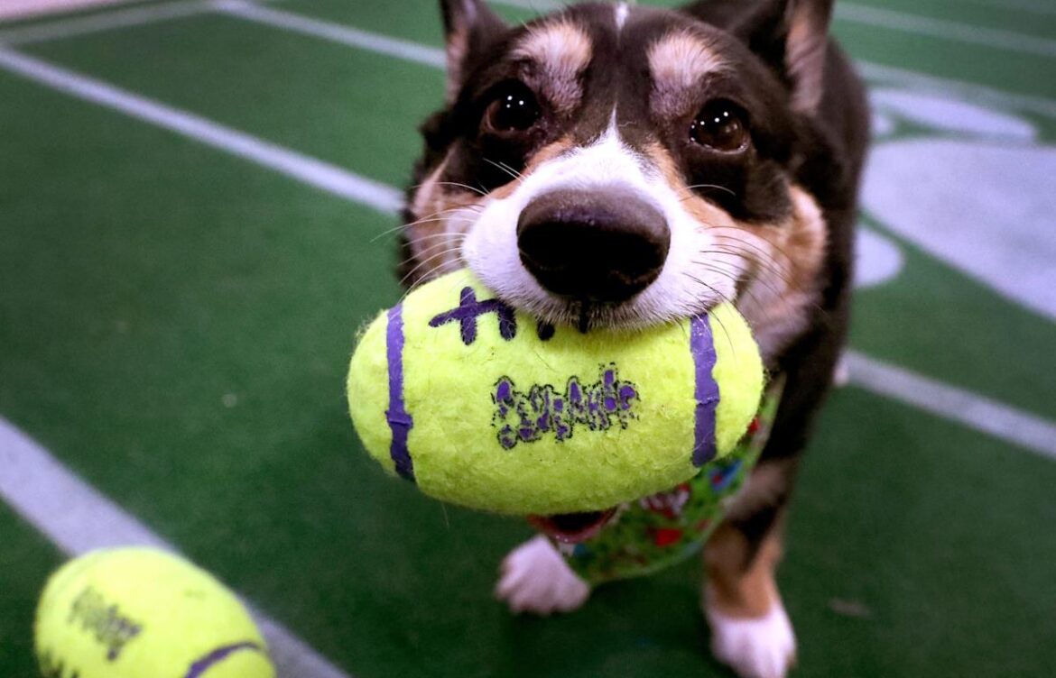 Puppy Bowl 2026: The Winners and Highlights