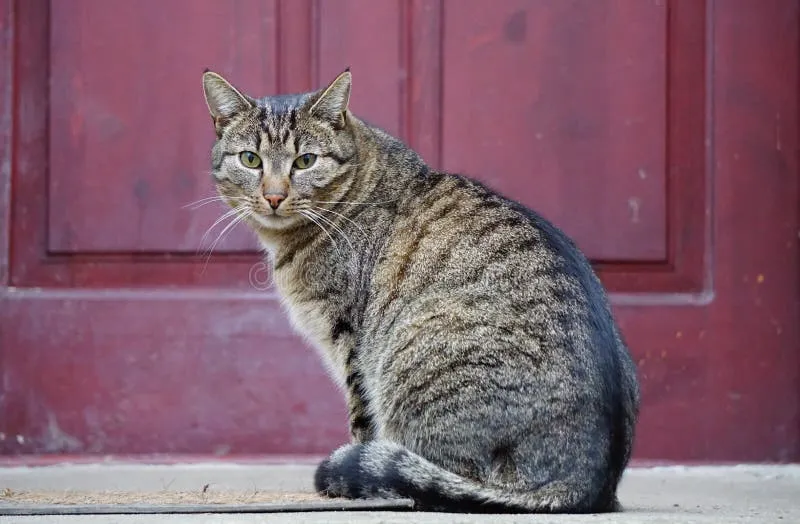 Cat gatekeeper extension: A Playful Tool to Combat Doomscrolling