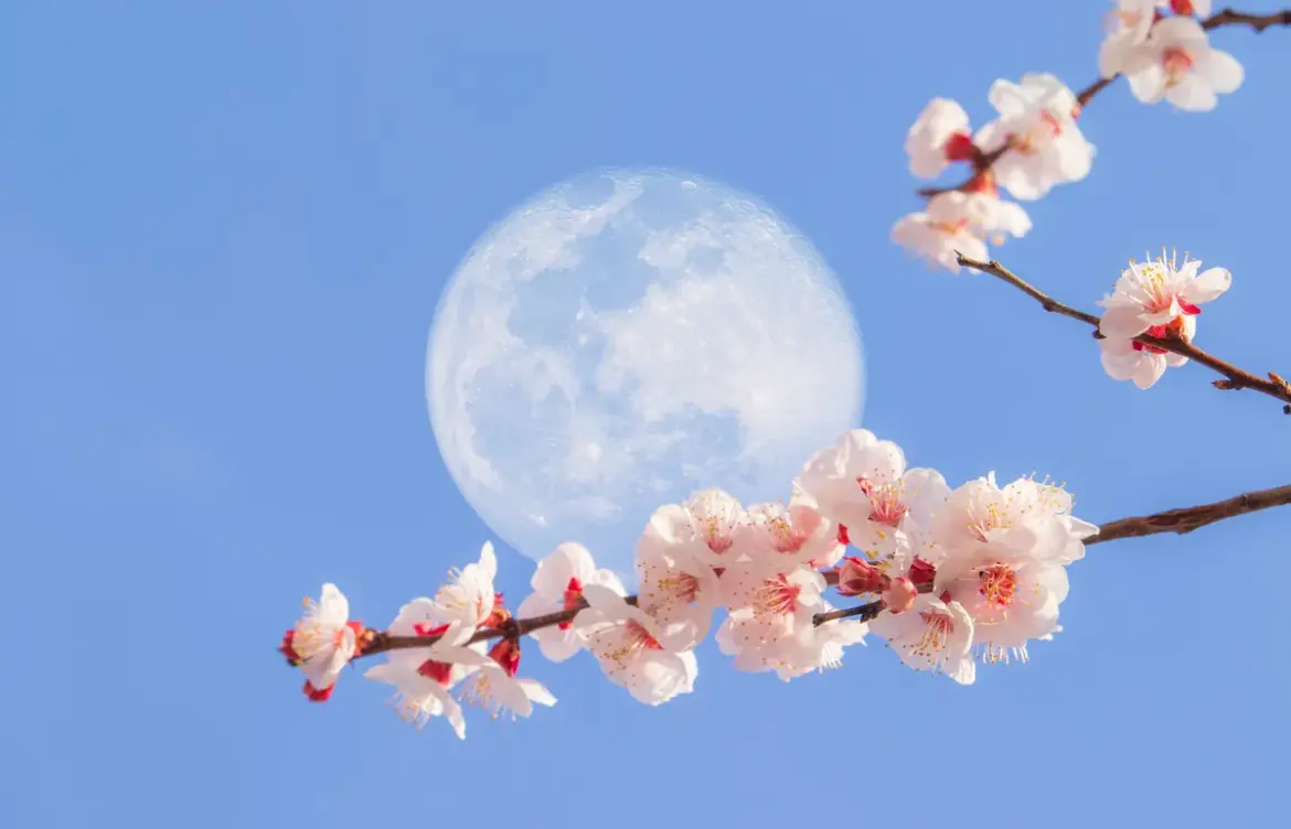 Flower Moon Full Moon: Emotional Clarity on May 1, 2026